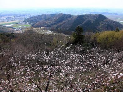 写真：大平山の桜