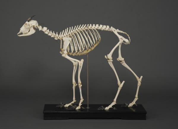 栃木県立博物館「カモシカの骨格標本」