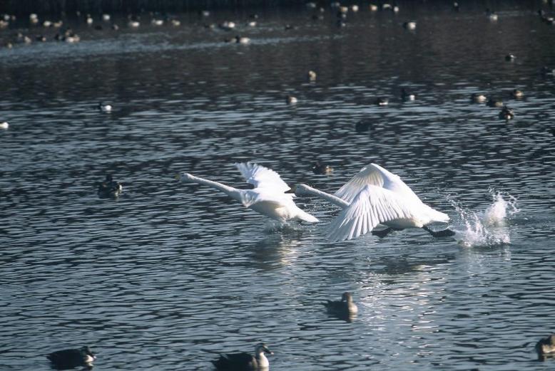 栃木県 羽田ミヤコタナゴ生息地保護区における白鳥などへの給餌自粛について