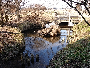 栃木県 滝岡ミヤコタナゴ保護地 親園自然環境保全地域内