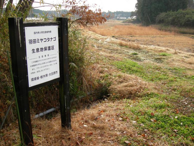 栃木県 羽田ミヤコタナゴ生息地保護区