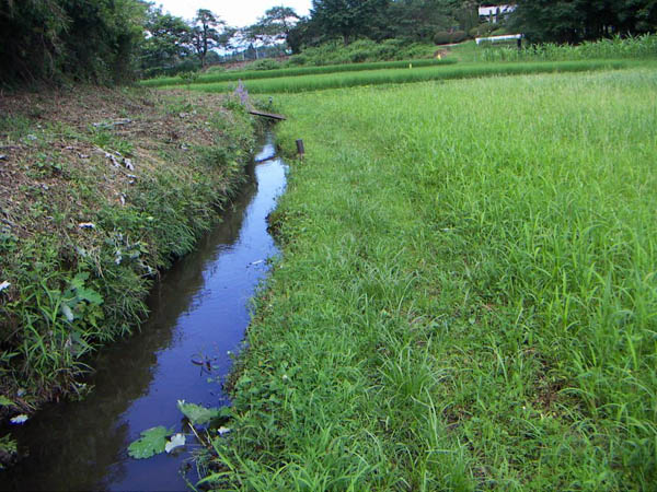 栃木県 羽田ミヤコタナゴ生息地保護区