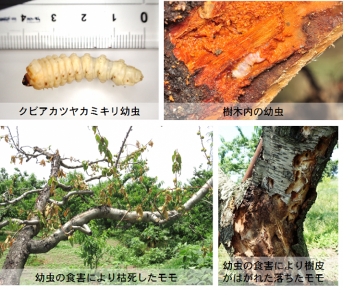 栃木県 クビアカツヤカミキリ について