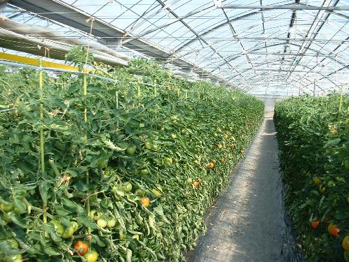 上都賀地方のトマト栽培の様子