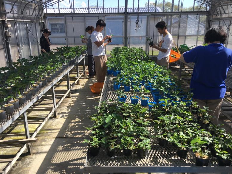 栃木県 いちご親株の定植前管理