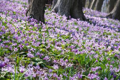 みかも山公園カタクリ