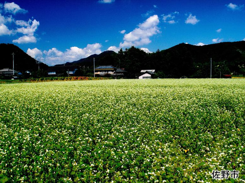 そば畑（佐野市）