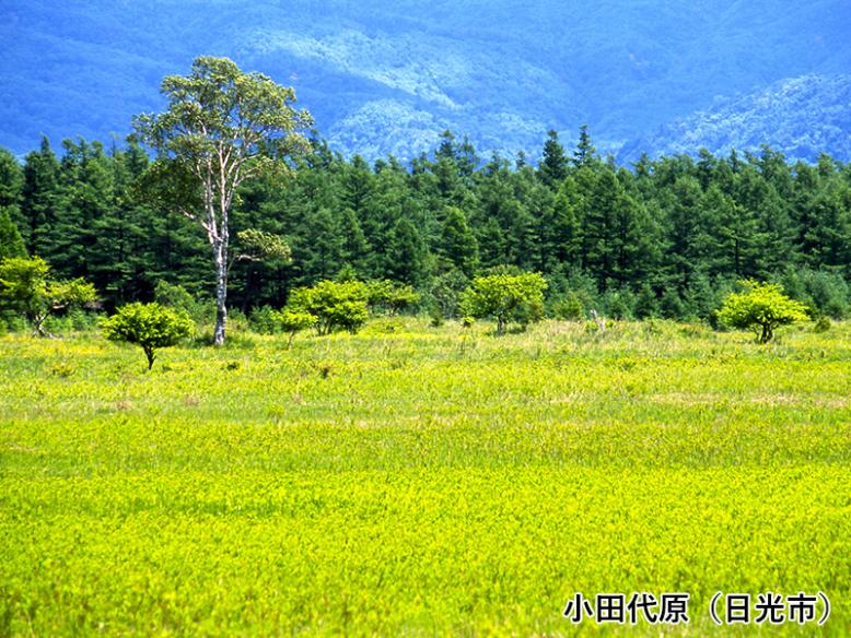 小田代原（日光市）