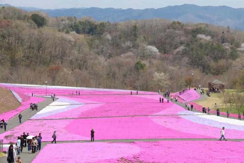 芳那の水晶湖芝ざくら１