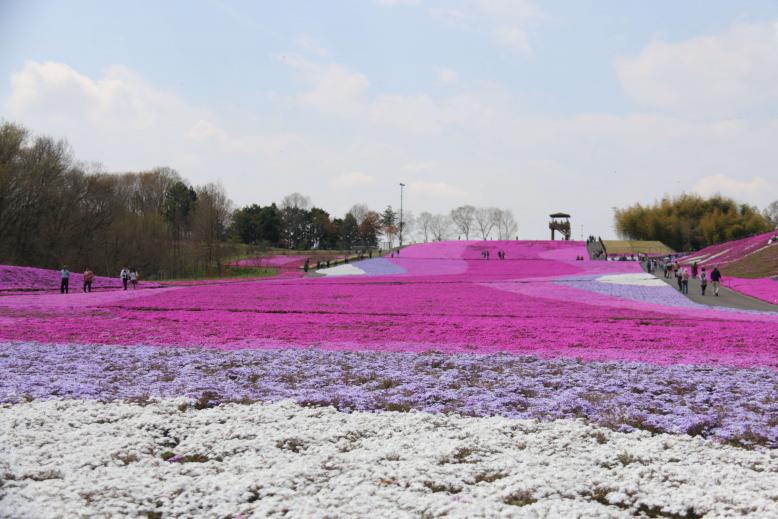 芳那の水晶湖芝ざくら２