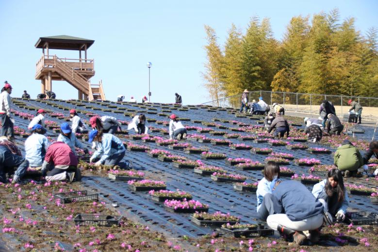 芳那の水晶湖植栽