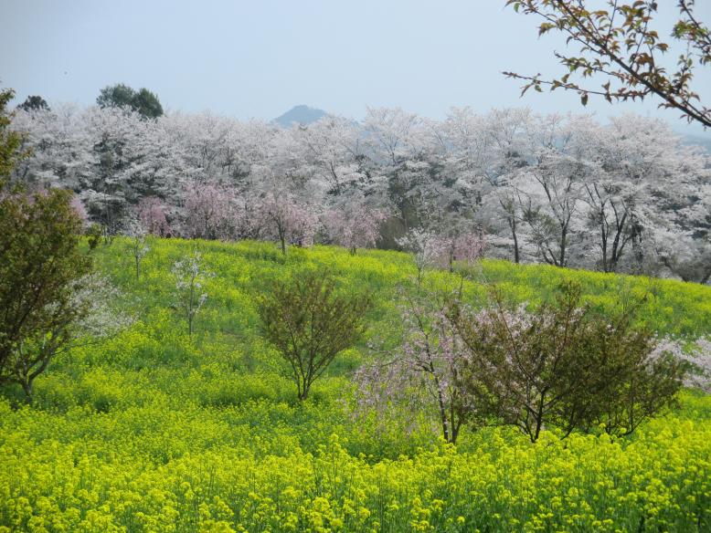 亀岡八幡宮 里山の会（ビューポイント）