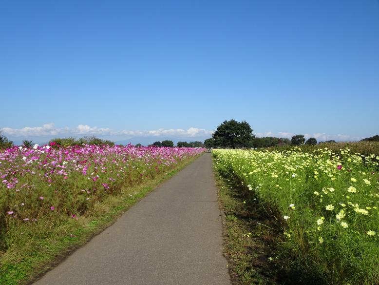 花畑（菜の花・コスモス）２