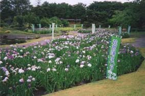 写真：水生植物園の様子