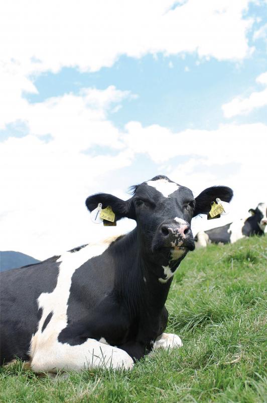 写真：牧場で横たわる乳牛