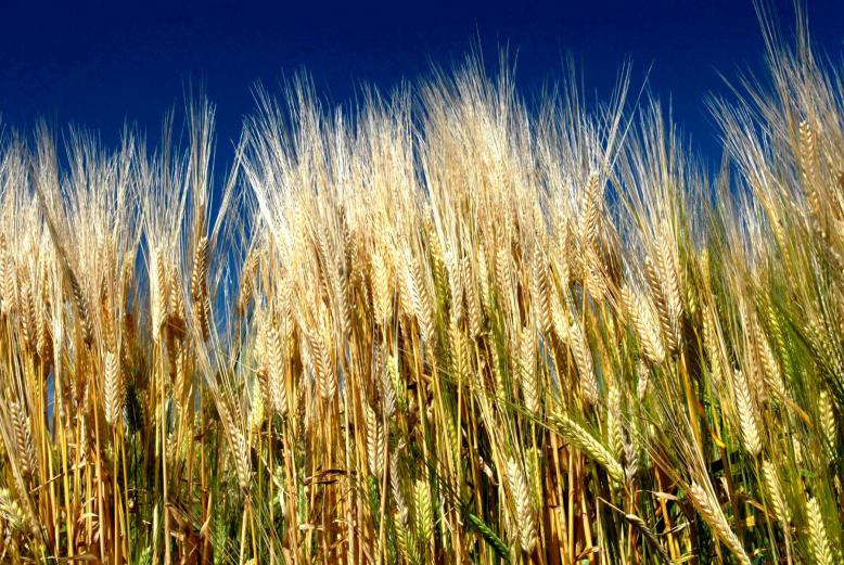 写真：二条大麦畑