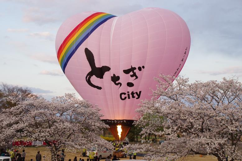写真：渡良瀬遊水地の桜と気球