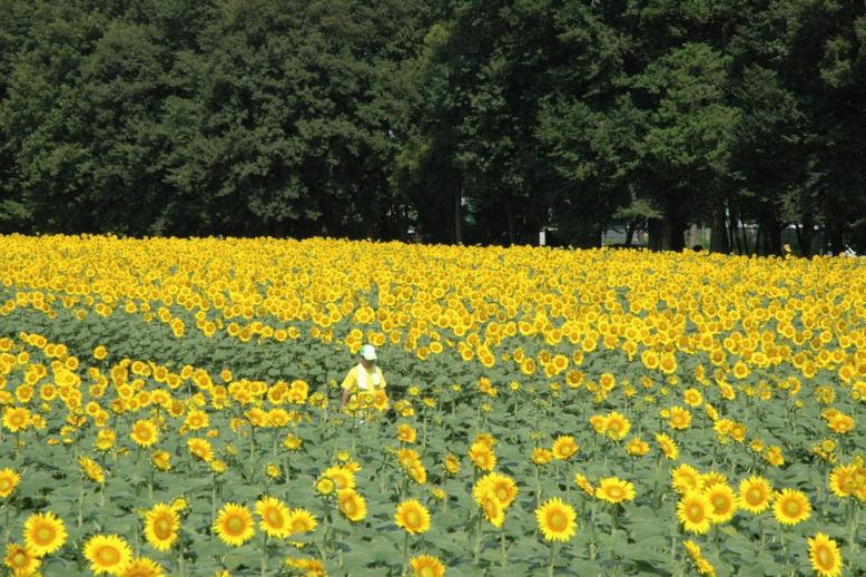 写真：上三川町のひまわり畑