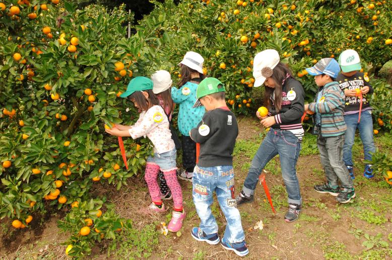 写真：みかん畑でみかんをもぐ子どもたち