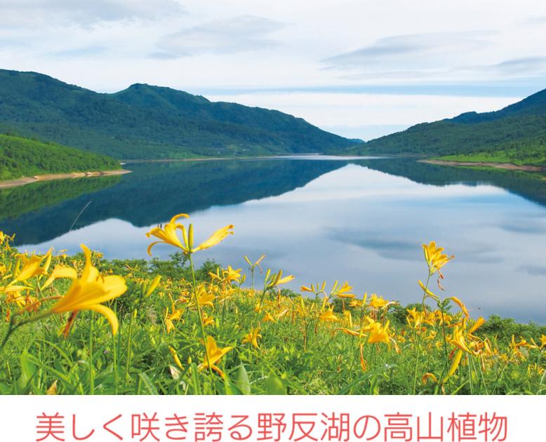 美しく咲き誇る野反湖の高山植物