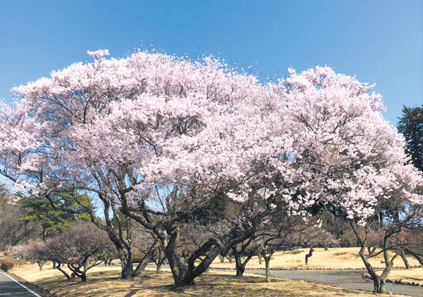 井頭公園写真