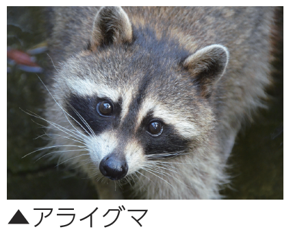 アライグマ