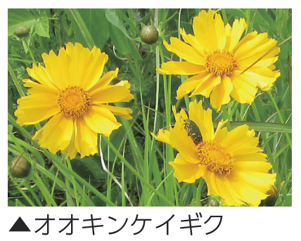 オオキンケイギク