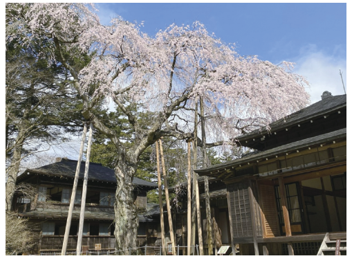 桜と皇后御学問所