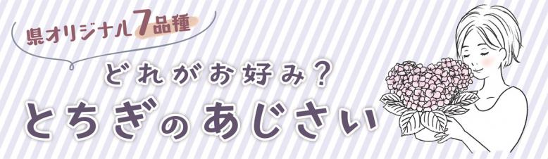 県オリジナル7品種 どれがお好み？とちぎのあじさい