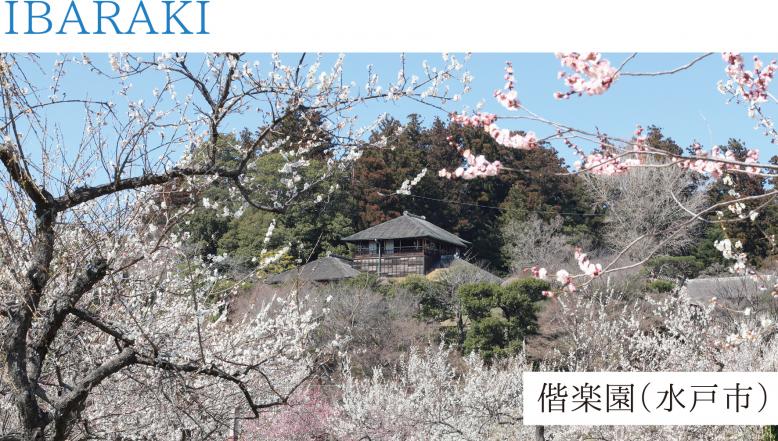 茨城県水戸市 偕楽園