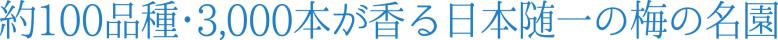 約100品種、3000本が香る日本随一の梅の名園