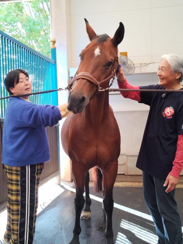 馬をブラッシングする知事と大島さん