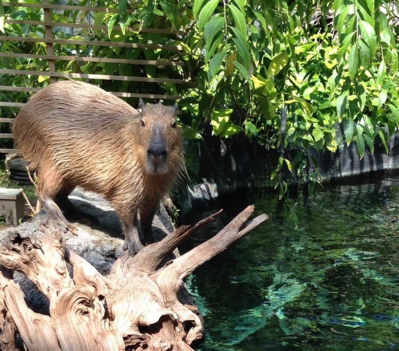 なかがわ水遊園様8