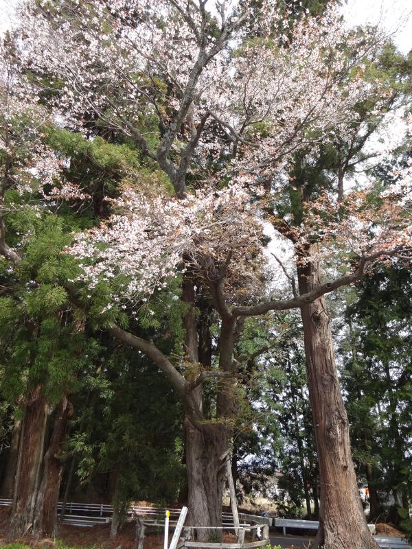 日光杉並木街道様15