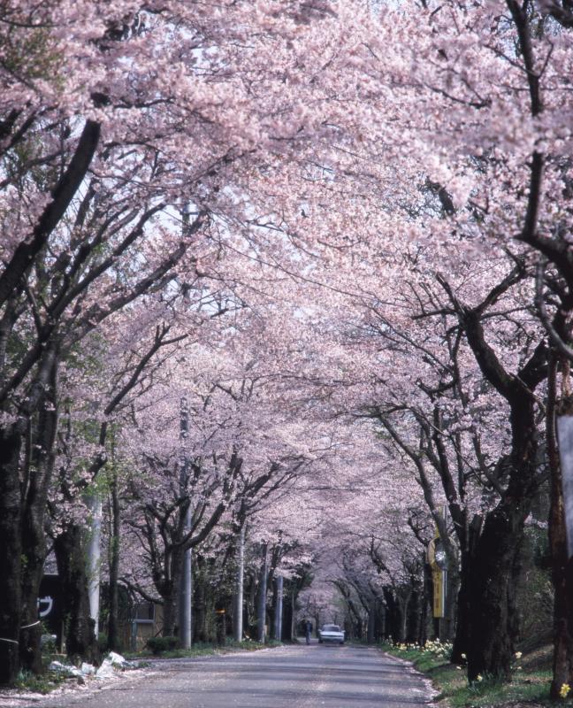 大平山様2
