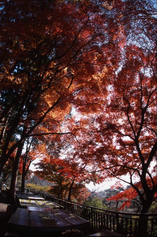 大平山様6