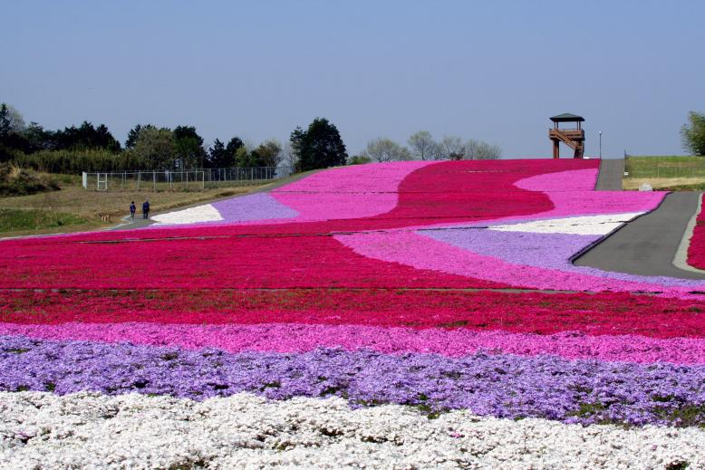 市貝町芝ざくら公園様1
