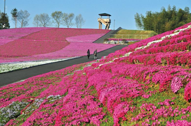 市貝町芝ざくら公園様2