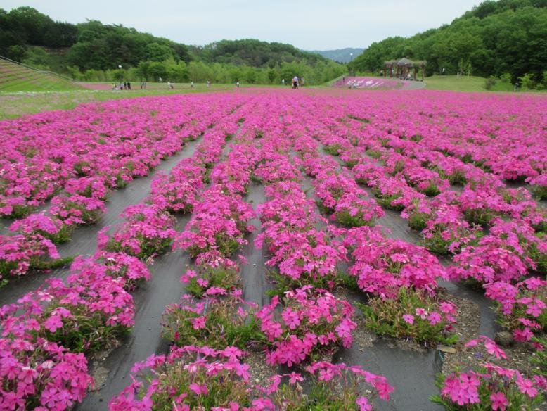 市貝町芝ざくら公園様3