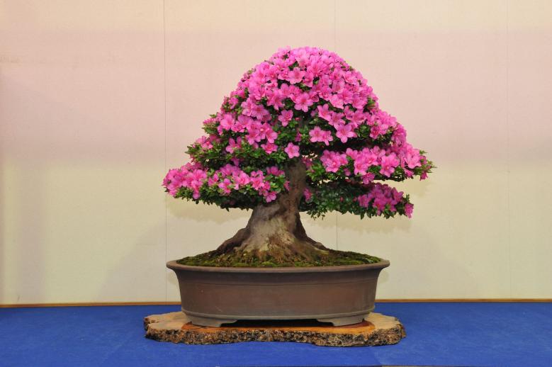 鹿沼のさつき様2