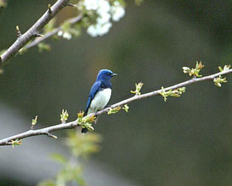 県鳥：オオルリ様2