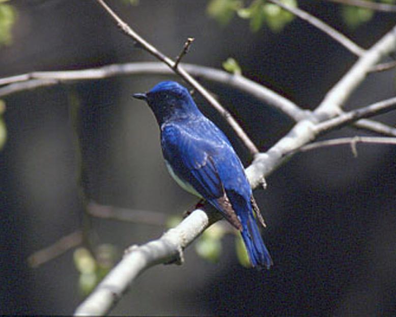 県鳥：オオルリ様3