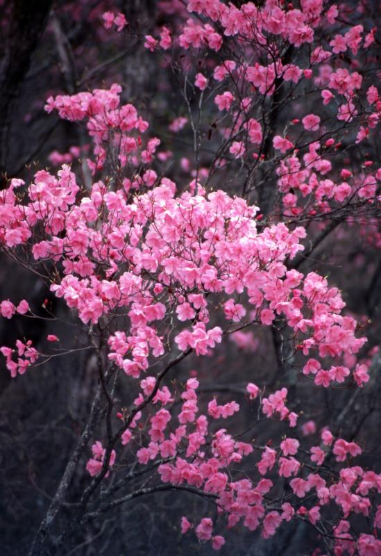 県花：やしおつつじ様1
