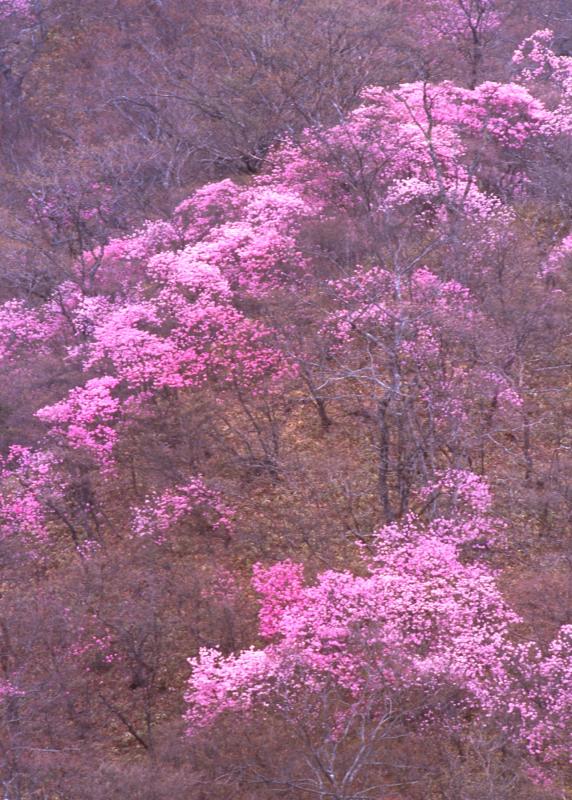 県花：やしおつつじ様3