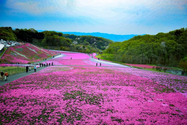 市貝町芝ざくら公園様4
