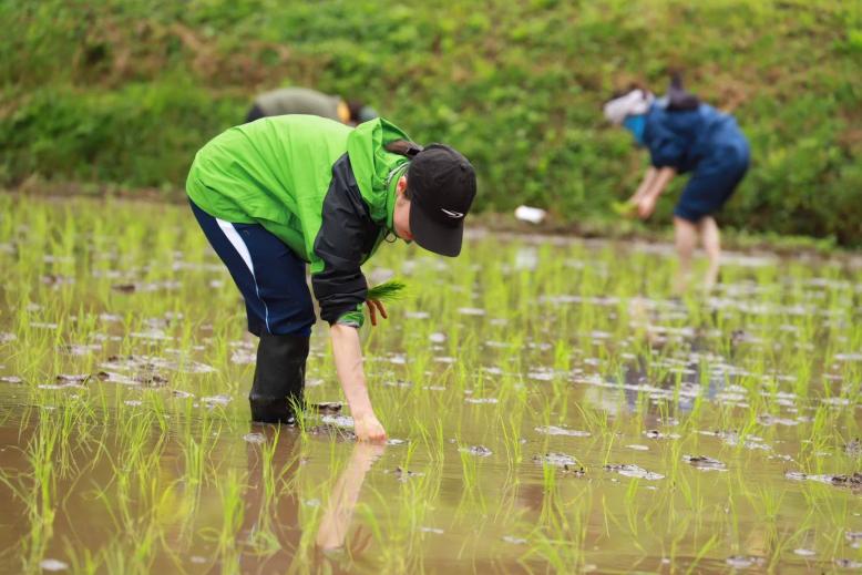 田植え