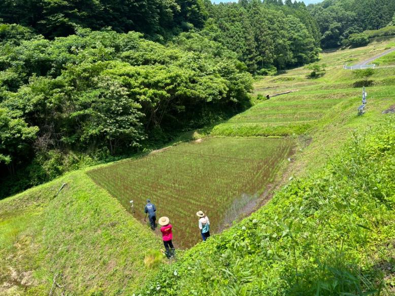 棚田