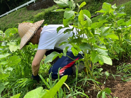 除草