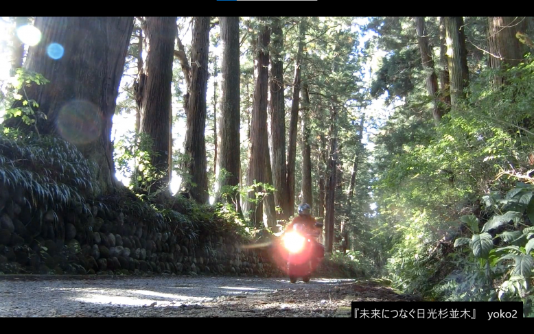 日光杉並木特別賞『未来につなぐ日光杉並木』