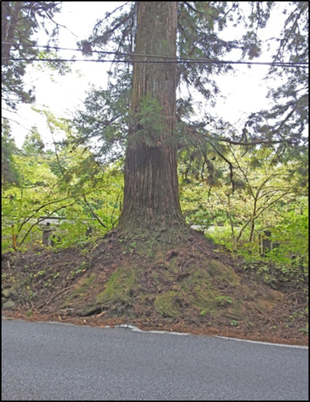Ginkgo Cedar Tree